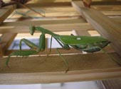 Another Praying Mantis Picture